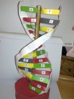 DNA Modeli