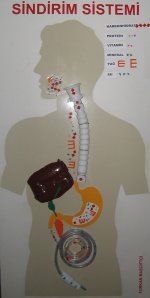 Sindirim sistemi maketi