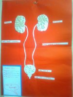 Boaltm Sistemi Modeli