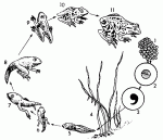 Bakalam geiren kurbaa