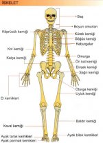 Destek ve Hareket Sistemi