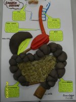 Sinir Hcre Modeli