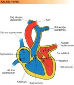 Dolaşım Sistemi Kalbin Yapısı