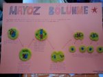 Mayoz Blnme