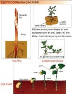 E�eysiz �o�alan canl�lar