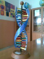 DNA Modeli