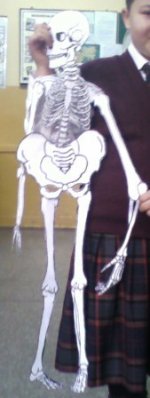 skelet Modeli