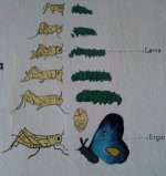 Kelebek ve ekirgede Bakalam 