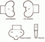 B�brek Modeli Yap�m �ablonu