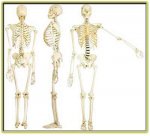 skelet Karekatr