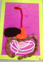 Sindirim Sistemi Modeli 3