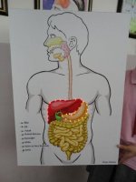Sindirim sistemi