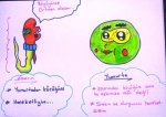 Sperm ve Yumurta hcrelerinin zellikleri