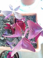 Yeil olmayan bitkilerde fotosentez yapabilir mi?