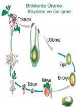 iekli Bitkilerde reme Byme Dngs