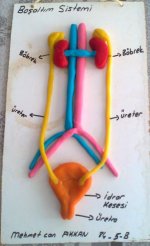 boaltm sistemi modeli