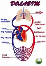 Dolasim sistemi