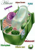 H�crenin kisimlari