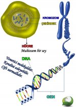 Kromozom gen dna