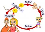 mitoz 