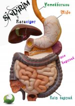 Sindirim sistemi