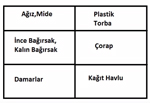 Sindirim Sistemi Modeli Nasl Yaplr?