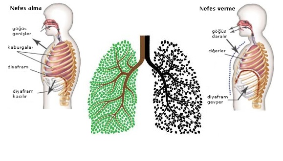 6.snf solunum sistemi arks