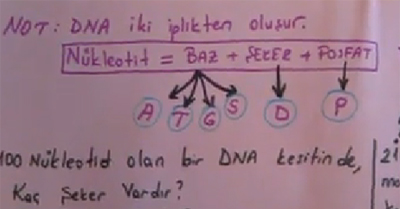 DNA ve zellikleri Blm 4