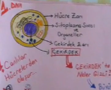 DNA ve zellikleri Blm 1