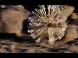 Bitkilerde Tozlama ve Dllenme Olay