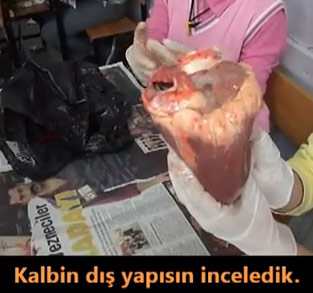 Kalbin Yapsn nceliyoruz