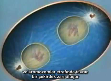Mitoz blnme video