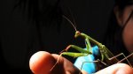 Mantis regiliosa - Peygamber devesi