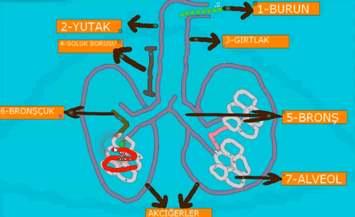 Oksijenin Yolculuu