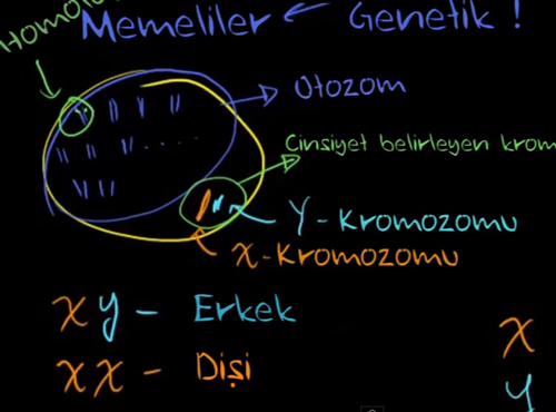 Cinsiyete bal zellikler ( leri dzey bilgi ierir )