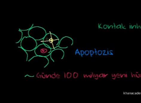 Kanser nas�l olu�ur? ( �leri d�zey bilgi i�erir )