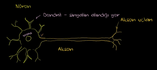 Bir nronun anatomisi ( leri dzey bilgi ierir )