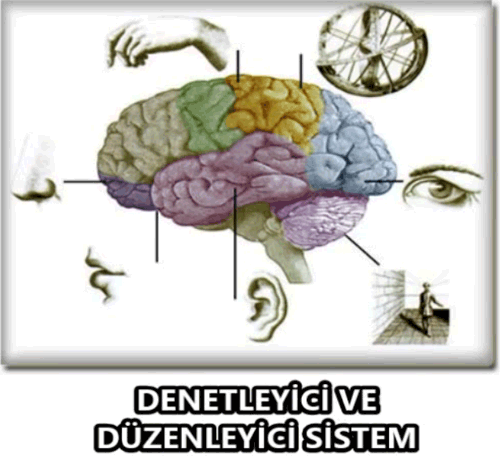 7. Snf Denetleyici ve Dzenleyici Sistem arks