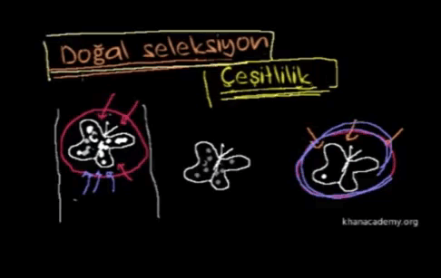 Evrim ve Doal Seleksiyon Seilim ( leri dzey bilgi ierir )