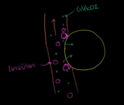 Glukoz, nslin ve eker Hastal (Diabet) ( leri dzey bilgi ierir )