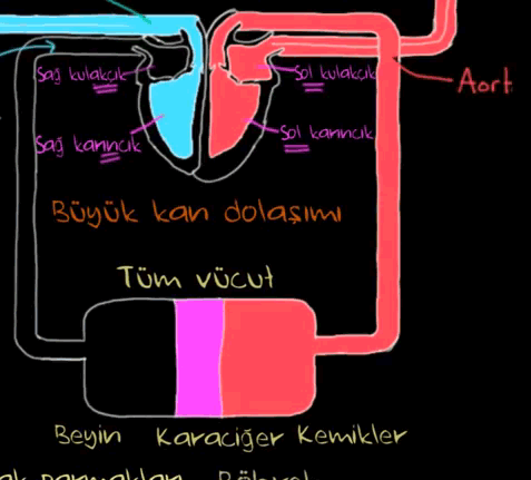 Vcutta Bulunan ki Dolam Sistemi ( leri dzey bilgi ierir )