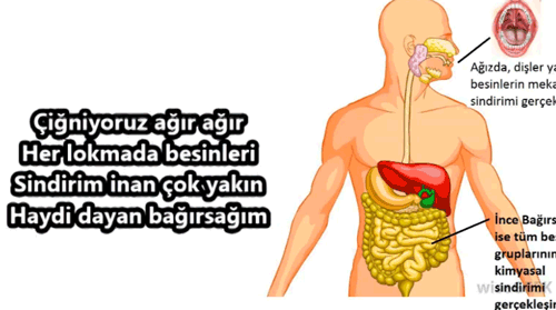 7.snf sindirim sistemi arks