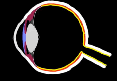 Gözün Yapısı ( İleri düzey bilgi içerir )