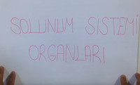 6. SINIF SOLUNUM SSTEM 2