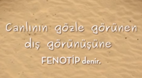 FENOTP VE GENOTP