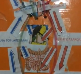 DOLAIM SSTEM